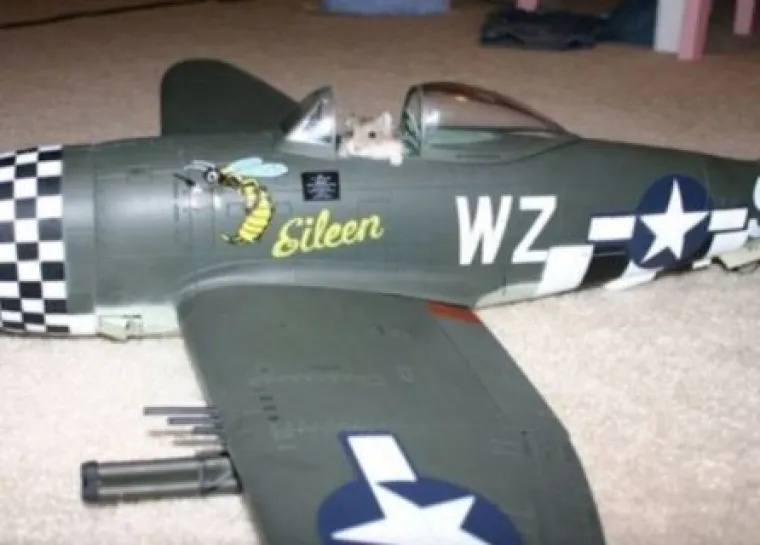 Za bolje raspoloženje: Fotke ljubimaca u ulogama 'običnih ljudi'