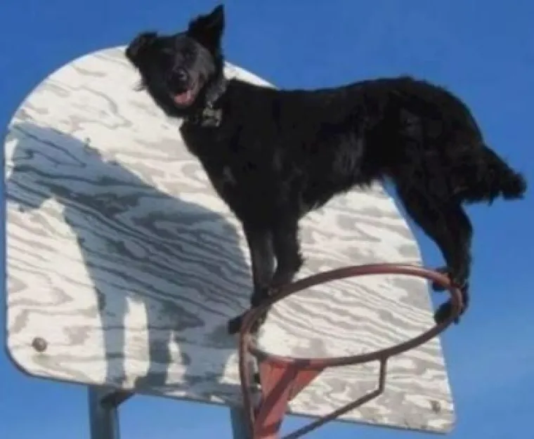 Za bolje raspoloženje: Fotke ljubimaca u ulogama 'običnih ljudi'