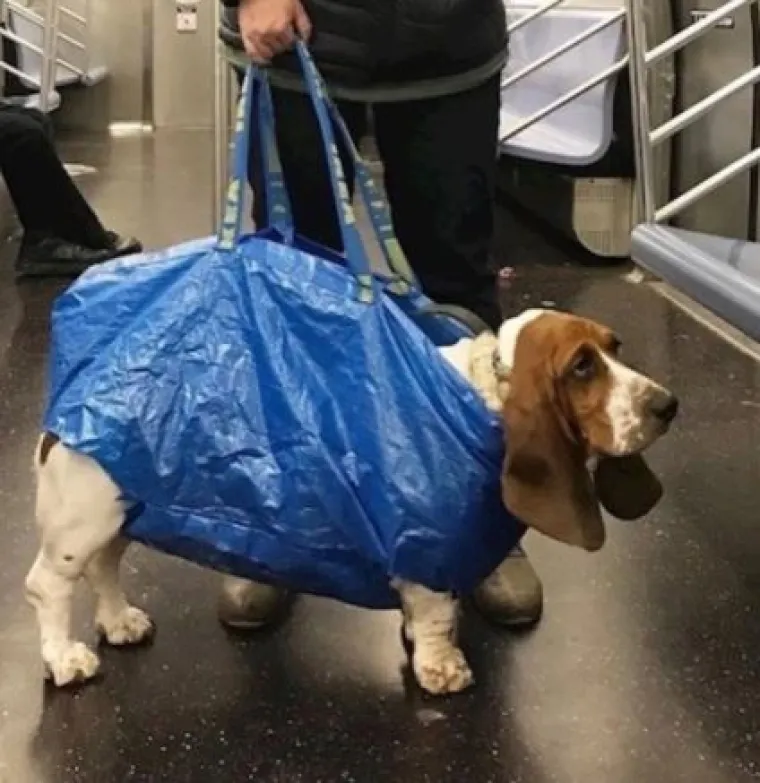 Za bolje raspoloženje: Fotke ljubimaca u ulogama 'običnih ljudi'