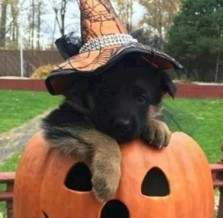 Za bolje raspoloženje: Fotke ljubimaca u ulogama 'običnih ljudi'