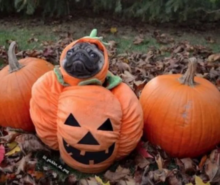 Za bolje raspoloženje: Fotke ljubimaca u ulogama 'običnih ljudi'
