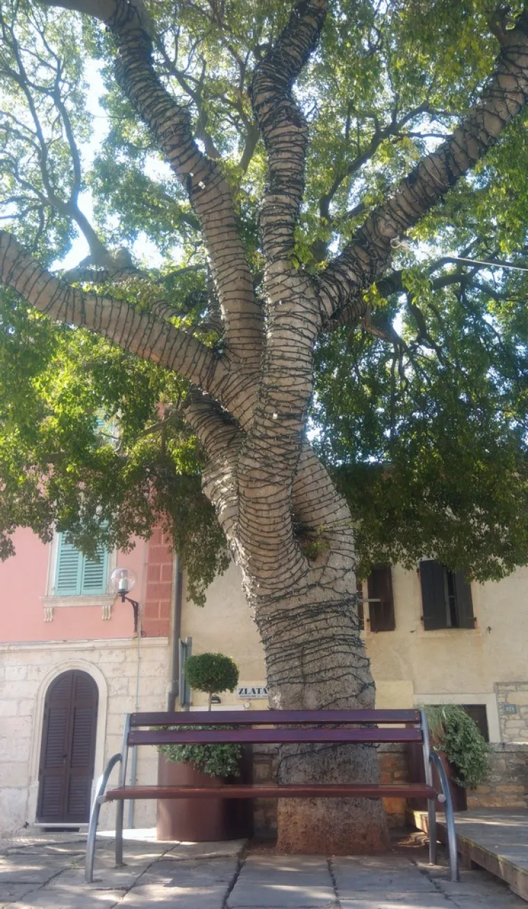 Hoće li Najstarija Medulinka postati Hrvatsko stablo godine 2020. godine?