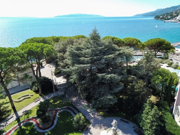 Hoće li Cedar u Perivoju mladenaca postati Hrvatsko stablo godine 2020. godine?