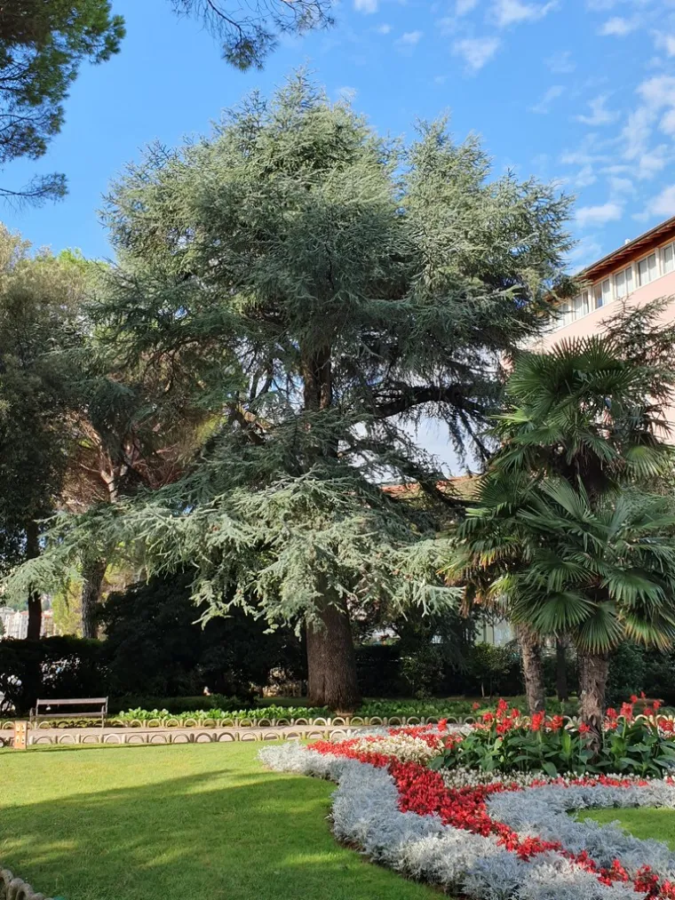 Hoće li Cedar u Perivoju mladenaca postati Hrvatsko stablo godine 2020. godine?