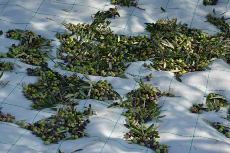 Hoće li Baka maslina postati Hrvatsko stablo godine 2020. godine?