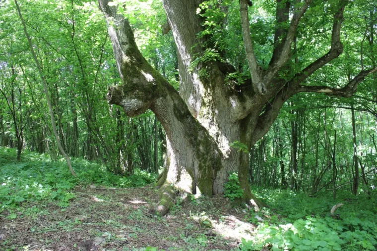 Zaljubljeni Adam iz Daruvara proslavio je Hrvatsku diljem Europe, a sada je vrijeme da izaberete njegova nasljednika