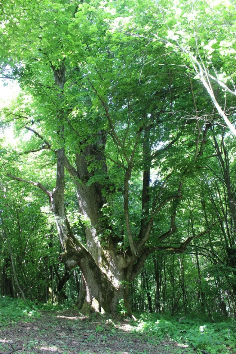 Zaljubljeni Adam iz Daruvara proslavio je Hrvatsku diljem Europe, a sada je vrijeme da izaberete njegova nasljednika