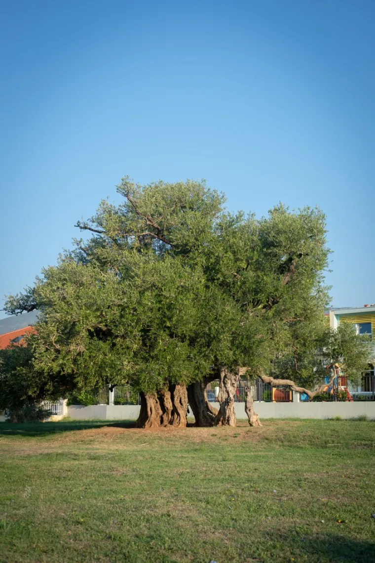 Zaljubljeni Adam iz Daruvara proslavio je Hrvatsku diljem Europe, a sada je vrijeme da izaberete njegova nasljednika