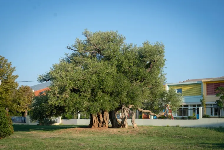 Zaljubljeni Adam iz Daruvara proslavio je Hrvatsku diljem Europe, a sada je vrijeme da izaberete njegova nasljednika