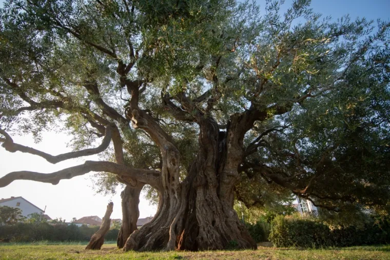 Zaljubljeni Adam iz Daruvara proslavio je Hrvatsku diljem Europe, a sada je vrijeme da izaberete njegova nasljednika