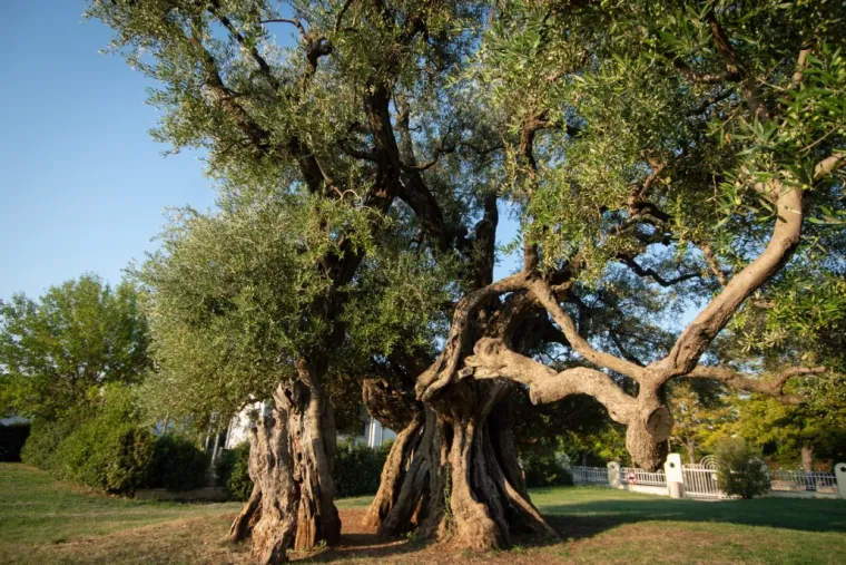 Zaljubljeni Adam iz Daruvara proslavio je Hrvatsku diljem Europe, a sada je vrijeme da izaberete njegova nasljednika
