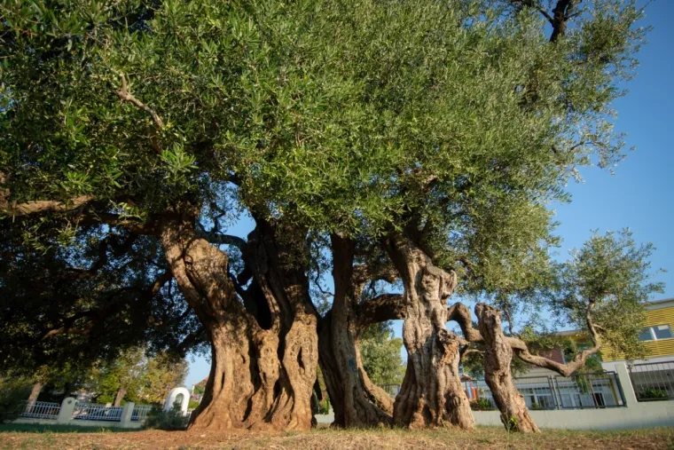 Zaljubljeni Adam iz Daruvara proslavio je Hrvatsku diljem Europe, a sada je vrijeme da izaberete njegova nasljednika