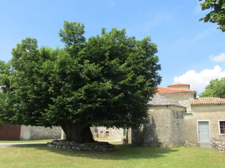 Zaljubljeni Adam iz Daruvara proslavio je Hrvatsku diljem Europe, a sada je vrijeme da izaberete njegova nasljednika