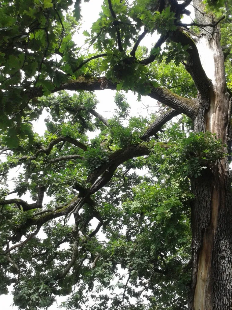 Zaljubljeni Adam iz Daruvara proslavio je Hrvatsku diljem Europe, a sada je vrijeme da izaberete njegova nasljednika