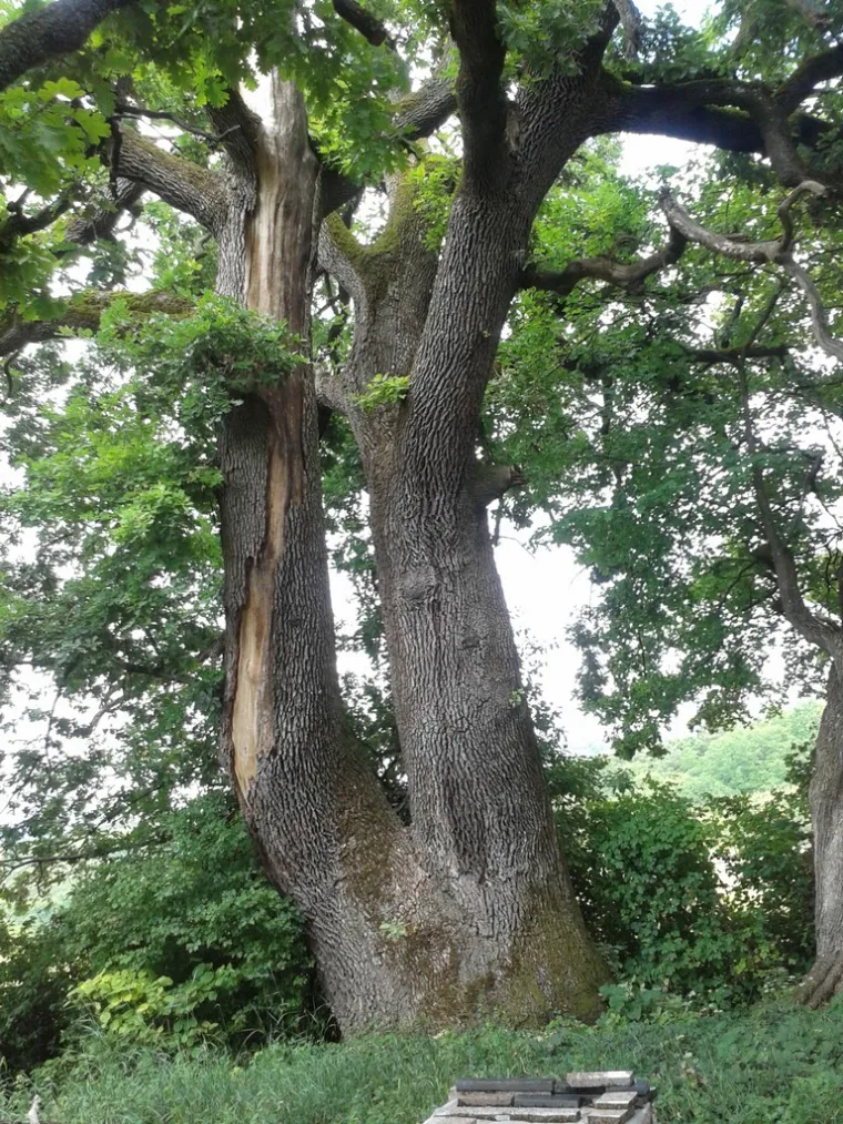 Zaljubljeni Adam iz Daruvara proslavio je Hrvatsku diljem Europe, a sada je vrijeme da izaberete njegova nasljednika