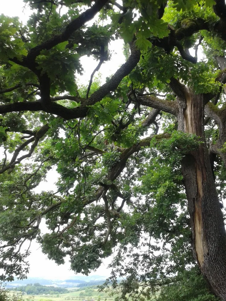 Zaljubljeni Adam iz Daruvara proslavio je Hrvatsku diljem Europe, a sada je vrijeme da izaberete njegova nasljednika