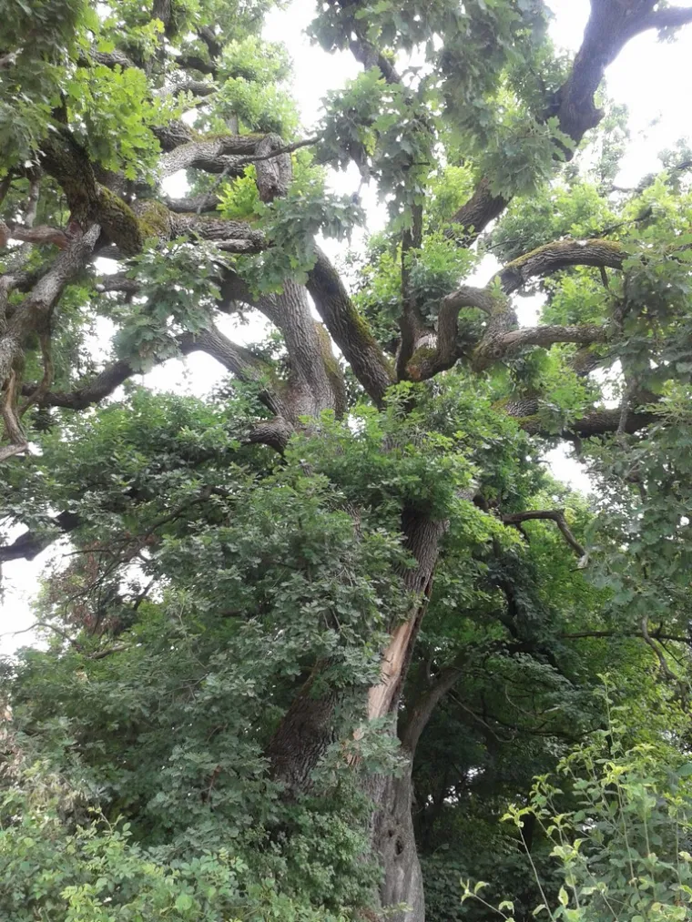 Zaljubljeni Adam iz Daruvara proslavio je Hrvatsku diljem Europe, a sada je vrijeme da izaberete njegova nasljednika