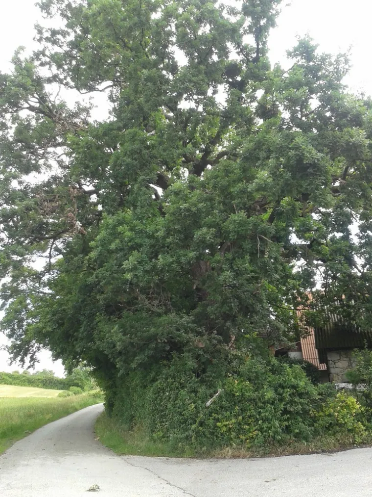 Zaljubljeni Adam iz Daruvara proslavio je Hrvatsku diljem Europe, a sada je vrijeme da izaberete njegova nasljednika