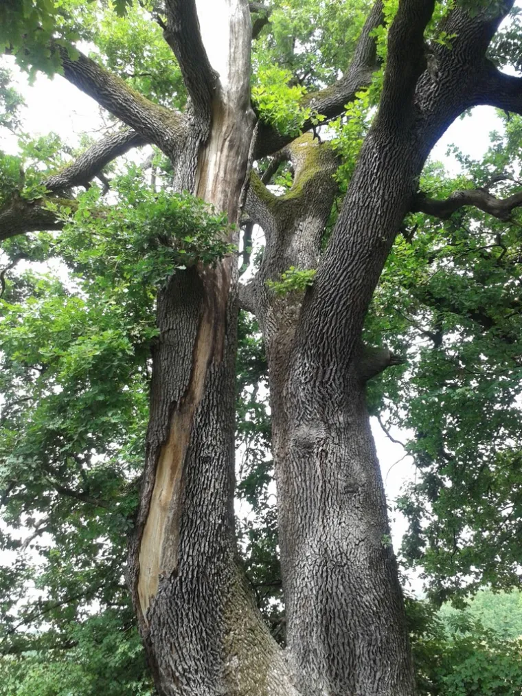 Zaljubljeni Adam iz Daruvara proslavio je Hrvatsku diljem Europe, a sada je vrijeme da izaberete njegova nasljednika
