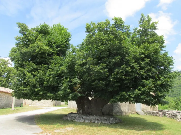 Zaljubljeni Adam iz Daruvara proslavio je Hrvatsku diljem Europe, a sada je vrijeme da izaberete njegova nasljednika