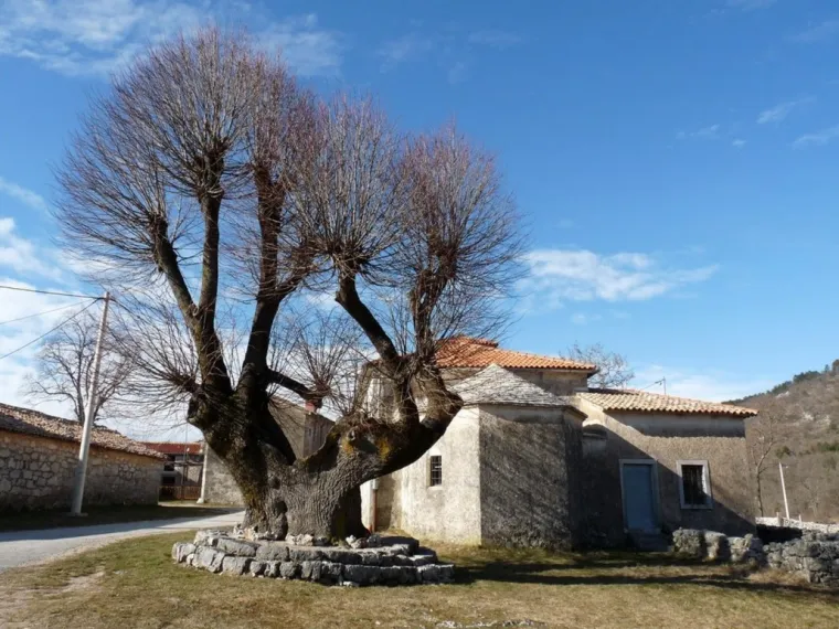Hoće li Lepa lipa postati Hrvatsko stablo godine 2020. godine?