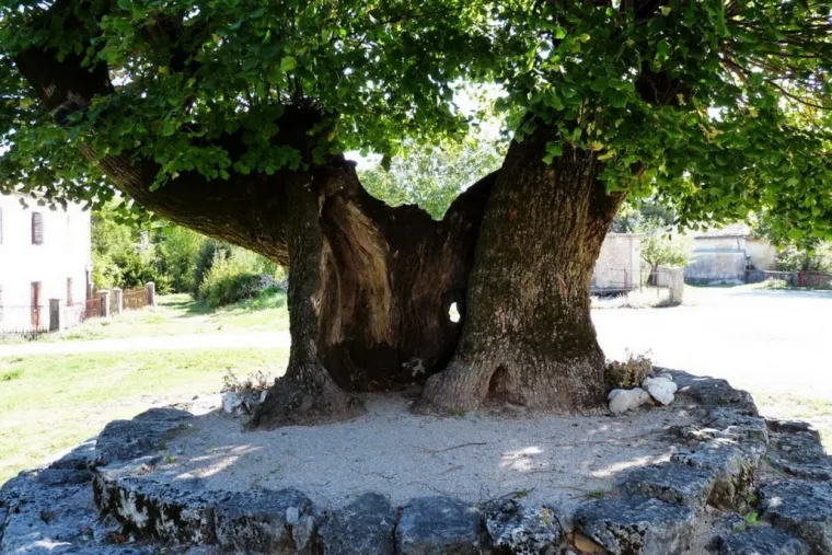 Hoće li Lepa lipa postati Hrvatsko stablo godine 2020. godine?