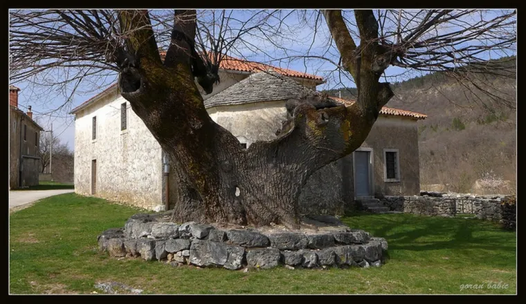 Hoće li Lepa lipa postati Hrvatsko stablo godine 2020. godine?