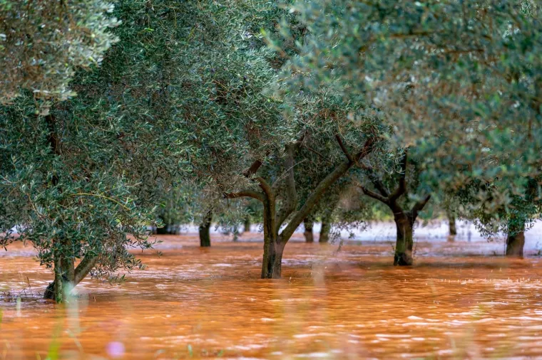 Obilna kiša u Istri: Maslinici i vinogradi 'plivaju' u narančastoj bujici