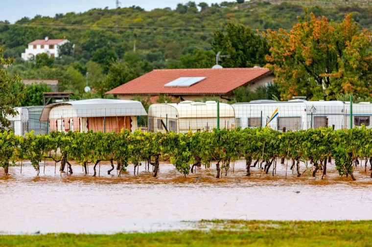 Obilna kiša u Istri: Maslinici i vinogradi 'plivaju' u narančastoj bujici