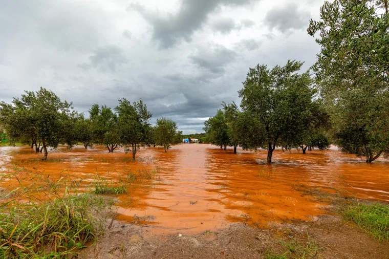 Obilna kiša u Istri: Maslinici i vinogradi 'plivaju' u narančastoj bujici