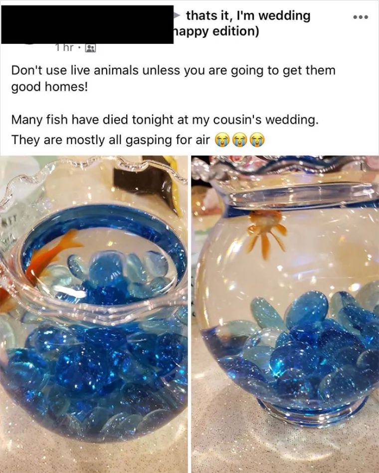 SVADBE KOJE SU ZASLUŽILE CRVENI KARTON: Mislite da ste se vi nagledali bizarluka? Onda niste bili na ovim vjenčanjima