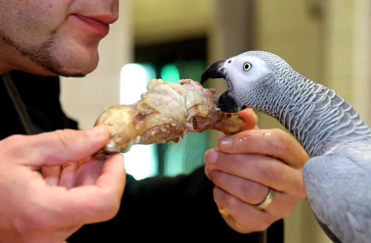 Papagaj Koko, ali ne s duhovima: Atrakcija restorana "papa" janjetinu u Šibeniku