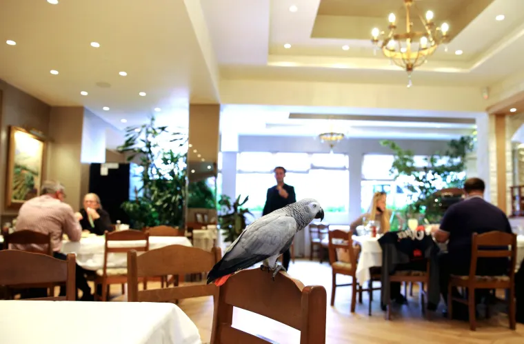 Papagaj Koko, ali ne s duhovima: Atrakcija restorana "papa" janjetinu u Šibeniku