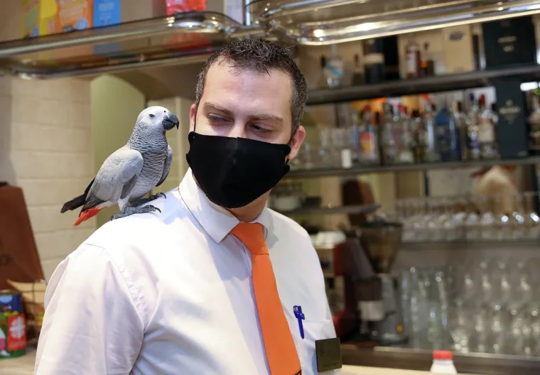 Papagaj Koko, ali ne s duhovima: Atrakcija restorana "papa" janjetinu u Šibeniku