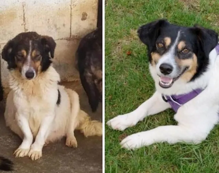 Prije i nakon udomljavanja: Ovim psima se, ali i ljudima, promijenio život nabolje