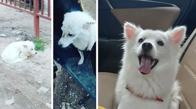 Prije i nakon udomljavanja: Ovim psima se, ali i ljudima, promijenio život nabolje