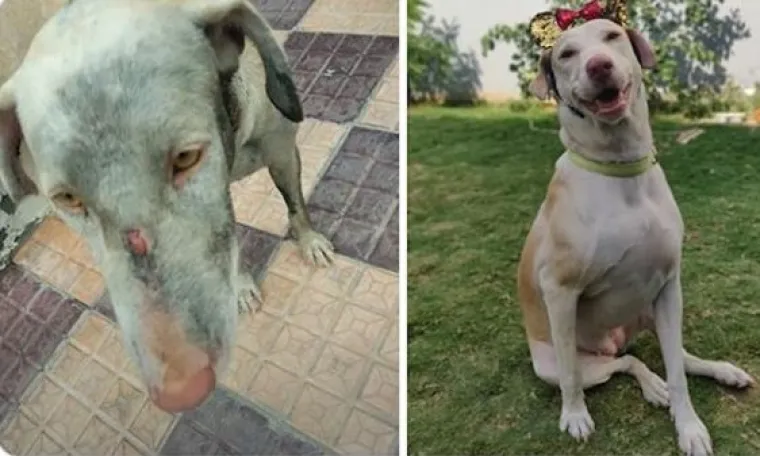 Prije i nakon udomljavanja: Ovim psima se, ali i ljudima, promijenio život nabolje