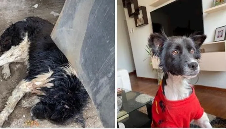 Prije i nakon udomljavanja: Ovim psima se, ali i ljudima, promijenio život nabolje