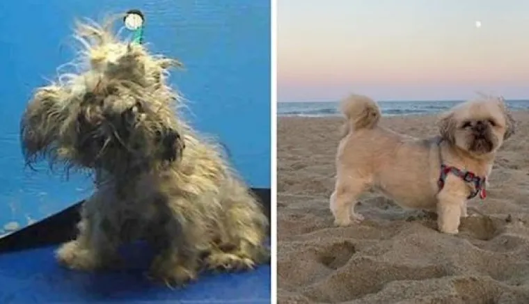 Prije i nakon udomljavanja: Ovim psima se, ali i ljudima, promijenio život nabolje