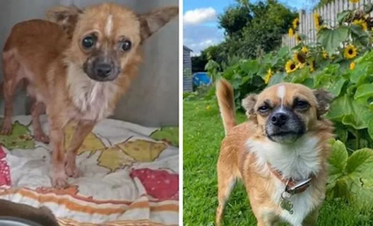 Prije i nakon udomljavanja: Ovim psima se, ali i ljudima, promijenio život nabolje