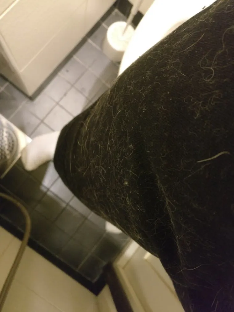 Svi vlasnici mačaka suosjećaju