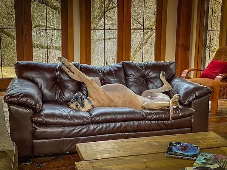 &Scaron;TO KADA JE PAS VELIK KAO TELE? Ovi vlasnici pokazali su sve 'čari' odgoja velikih pasa