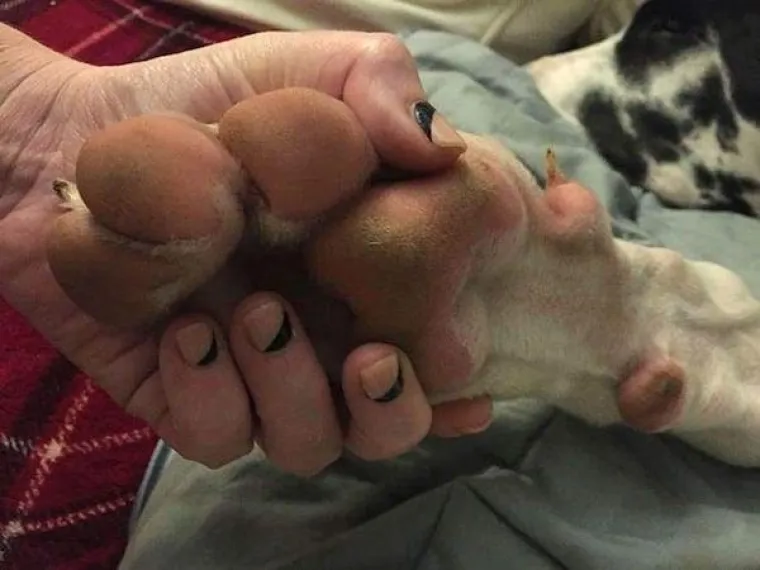 &Scaron;TO KADA JE PAS VELIK KAO TELE? Ovi vlasnici pokazali su sve 'čari' odgoja velikih pasa