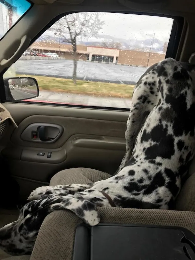 &Scaron;TO KADA JE PAS VELIK KAO TELE? Ovi vlasnici pokazali su sve 'čari' odgoja velikih pasa