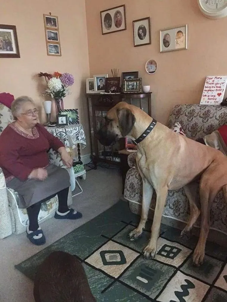 &Scaron;TO KADA JE PAS VELIK KAO TELE? Ovi vlasnici pokazali su sve 'čari' odgoja velikih pasa