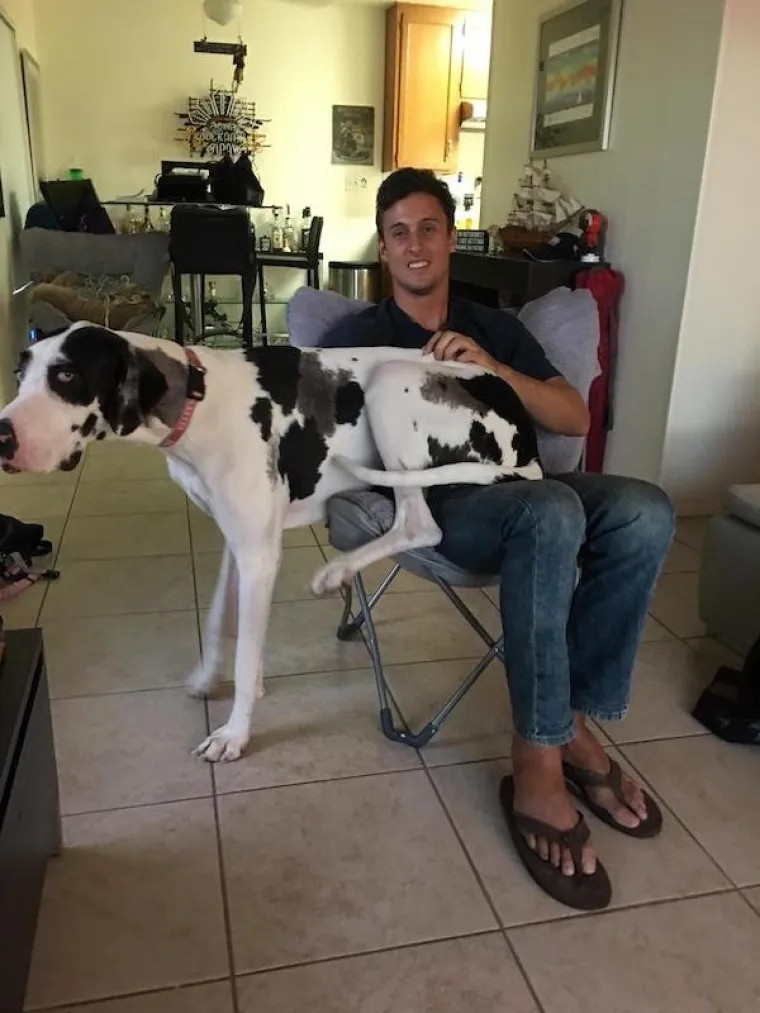 &Scaron;TO KADA JE PAS VELIK KAO TELE? Ovi vlasnici pokazali su sve 'čari' odgoja velikih pasa