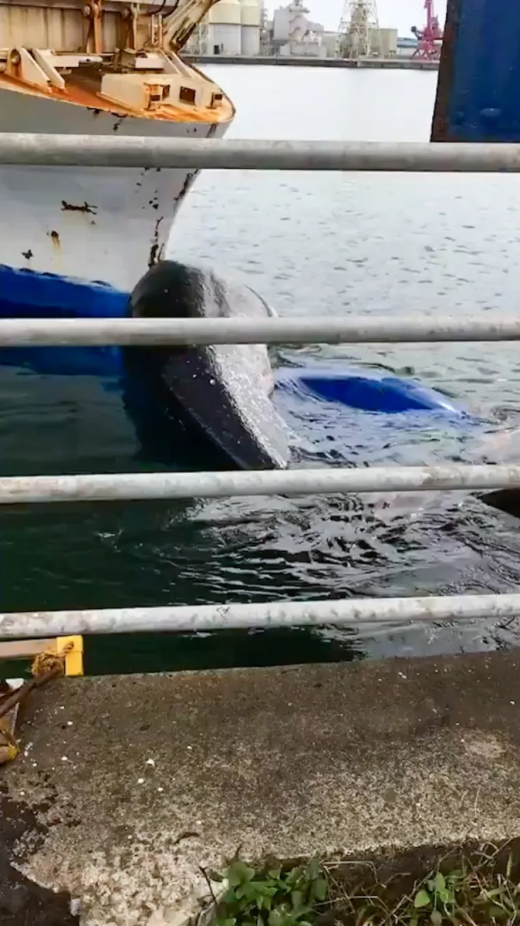 Nagađa se da su nosili nesretnu životinju na dijelu plovila koji je virio ispod pramca, tijekom putovanja s Hokkaida. Posada nije bila svjesna da je stvorenje uhvaćeno u njihovom brodu, ali vjeruju da je već bilo mrtvo kad se tamo zaplelo. Kita je podigla dizalica i iznijela ga iz luke na kamion. Odvezen je na sveučilište u Tokiju radi istraživanja.