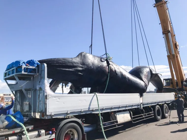 KATASTROFALAN GUBITAK: Pogledajte kolika se grdosija zaplela u trajekt. Dok je posada shvatila, bilo je prekasno...