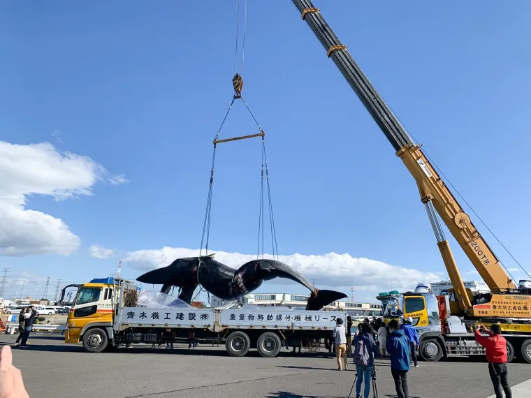 KATASTROFALAN GUBITAK: Pogledajte kolika se grdosija zaplela u trajekt. Dok je posada shvatila, bilo je prekasno...