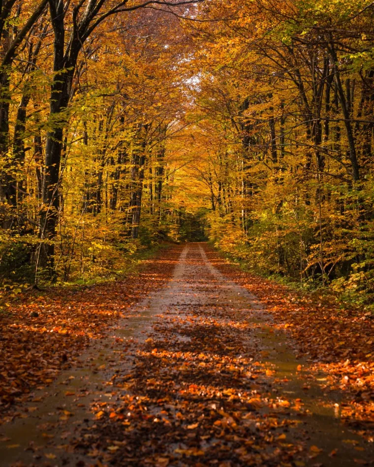 Odmor za oči, priroda kao lijek: Nekima se čini kao da se jesen ove te&scaron;ke godine posebno potrudila